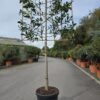 Ilex Nellie Stevens 1/2 and 3/4 Standard Espaliers - 45L 1.2m stem, frame 1.2m W x 1m H