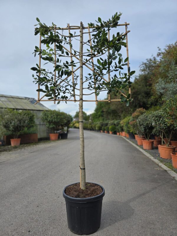 Ilex Nellie Stevens 1/2 and 3/4 Standard Espaliers