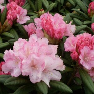 Rhododendron Excelsior