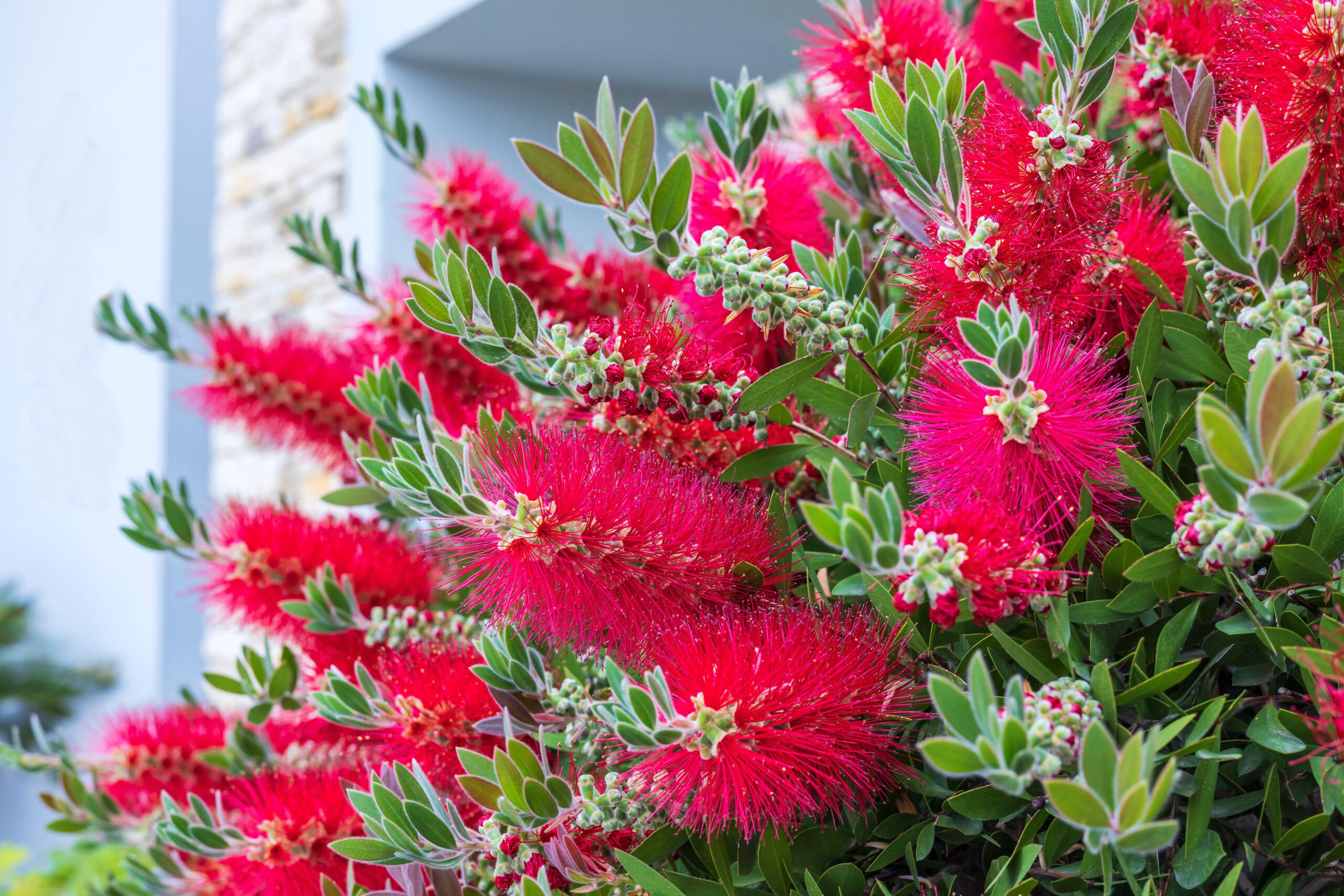 Callistemon citrinus 'splendens' 1/4 & 1/2 standard