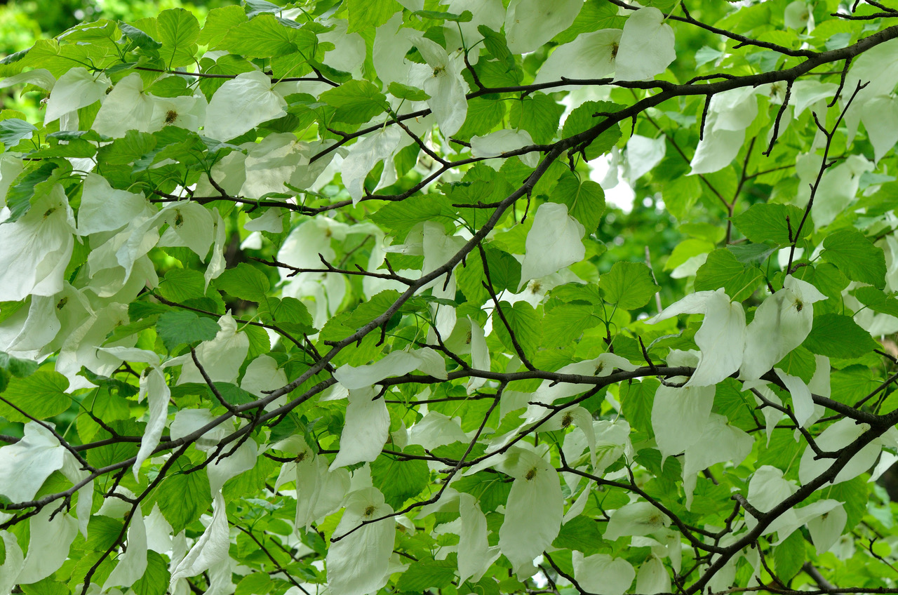 Davidia involucrata, Handkerchief Tree