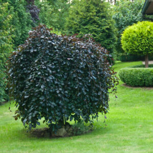 Weeping Purple Beech