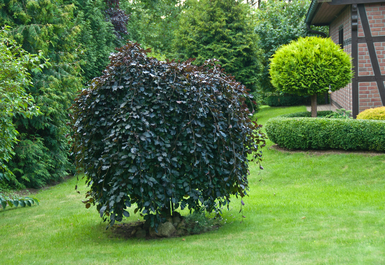 Weeping Purple Beech