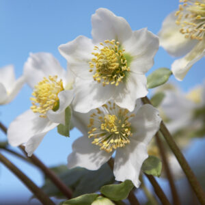 Helleborus Advent Star
