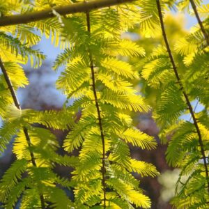 Gold Rush Dawn Redwood