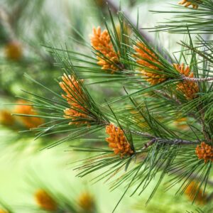 Pinus radiata, Monterey Pine