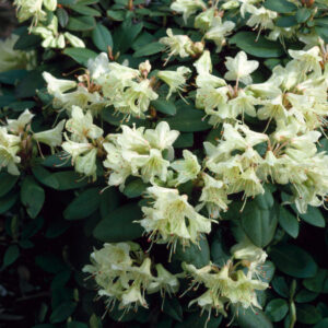 Rhododendron Shamrock