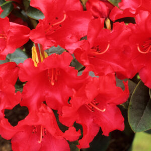 Rhododendron Bengal