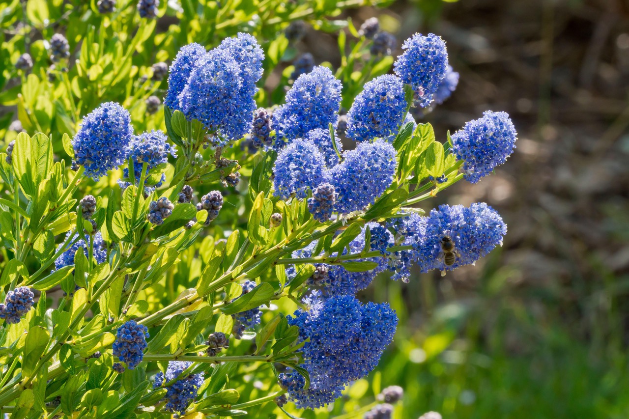 Ceanothus Burkwoodii, Californian Lilac