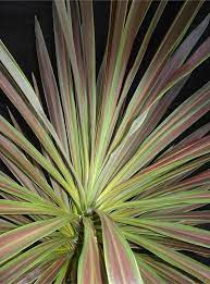 Cordyline australis Chocolate Mint