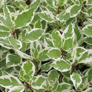 Cornus alba Ivory Halo