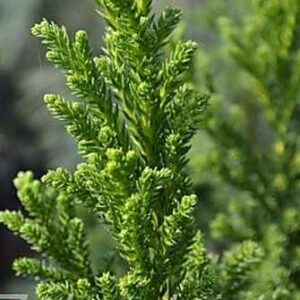 Cryptomeria japonica 'Bandai Sugi'