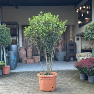 Osmanthus Aquifolium - Parachute