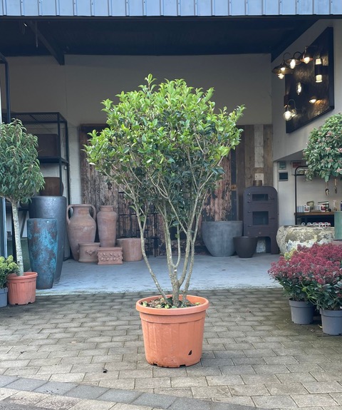 Osmanthus Aquifolium - Parachute