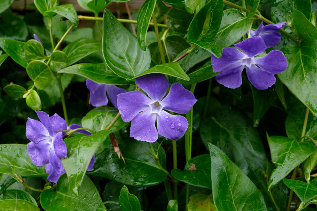 Vinca major maculata