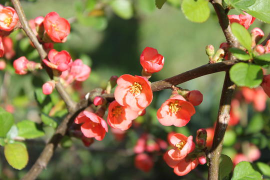 Chaenomeles superba orange beauty, Flowering Quince