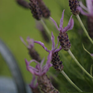 Lavander stoechas pedunculata
