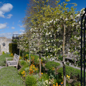 Espaliered 5 Tier Fruit Trees