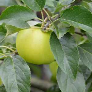 Malus 'greensleeves' Double U shape