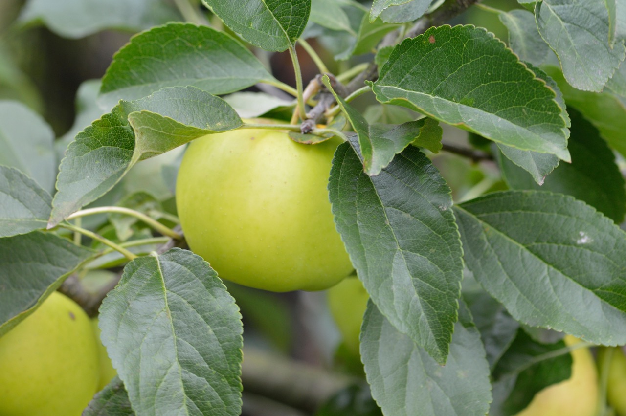 Malus 'greensleeves' Double U shape