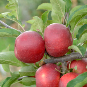 Malus Elstar