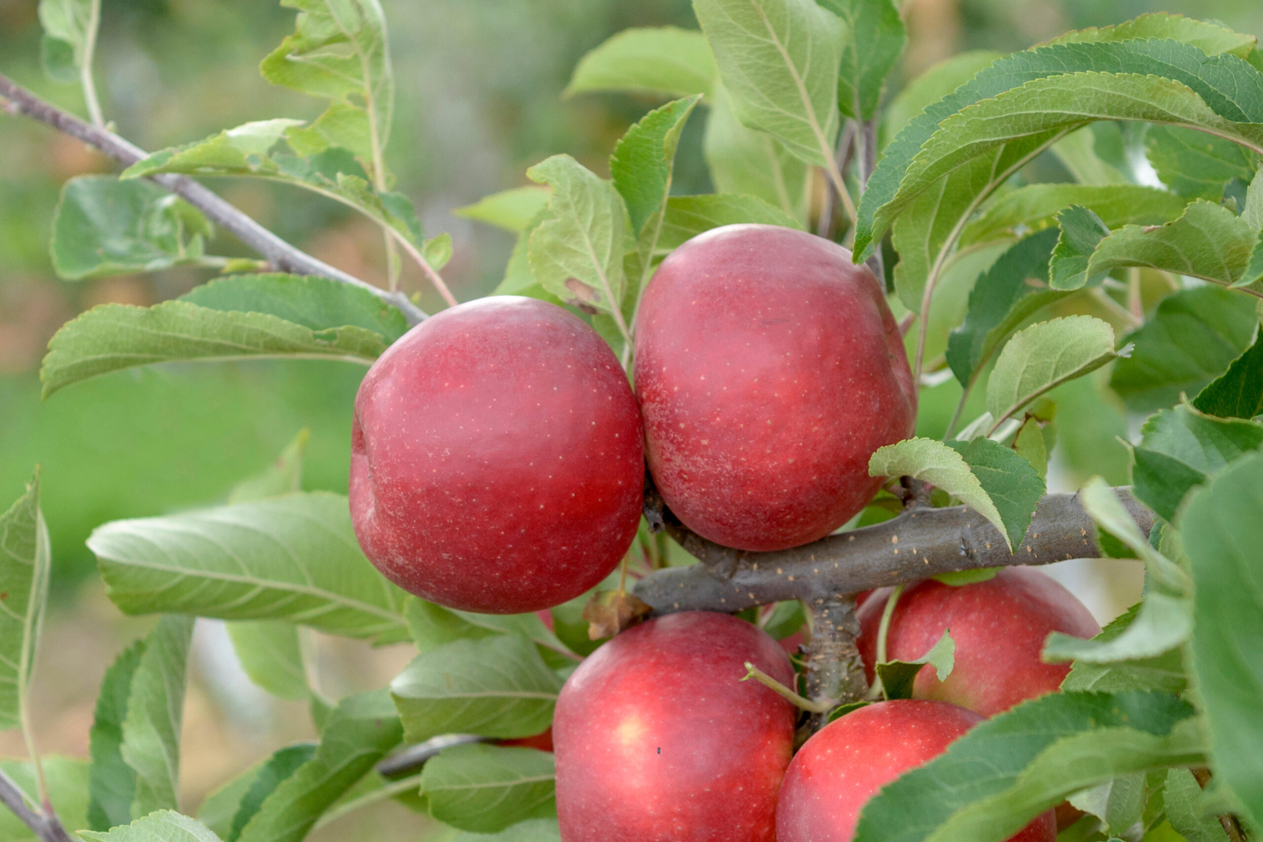 Malus Elstar red apple tree