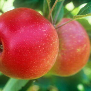 Malus fiesta, Fiesta apple tree