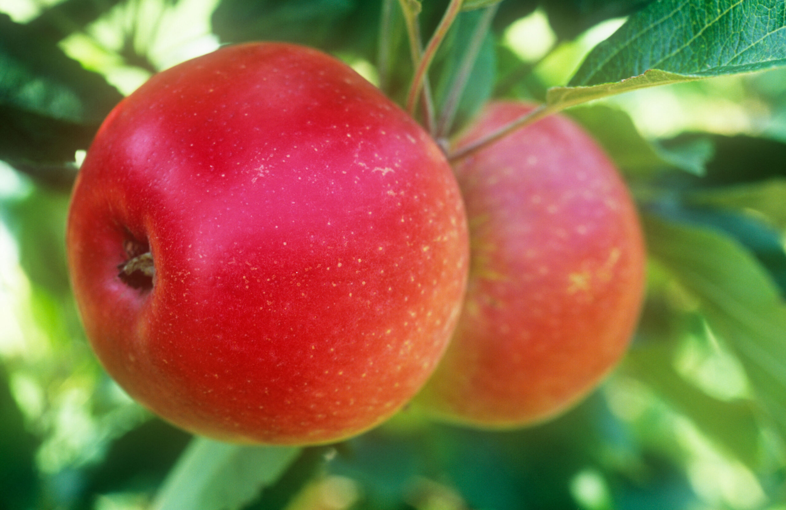 Malus fiesta, Fiesta apple tree