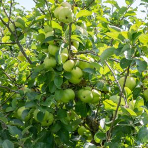 Malus domestica 'Grenadier', Grenadier Apple