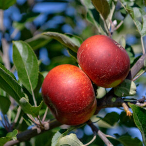 Malus 'Ingrid Marie' ripe apples
