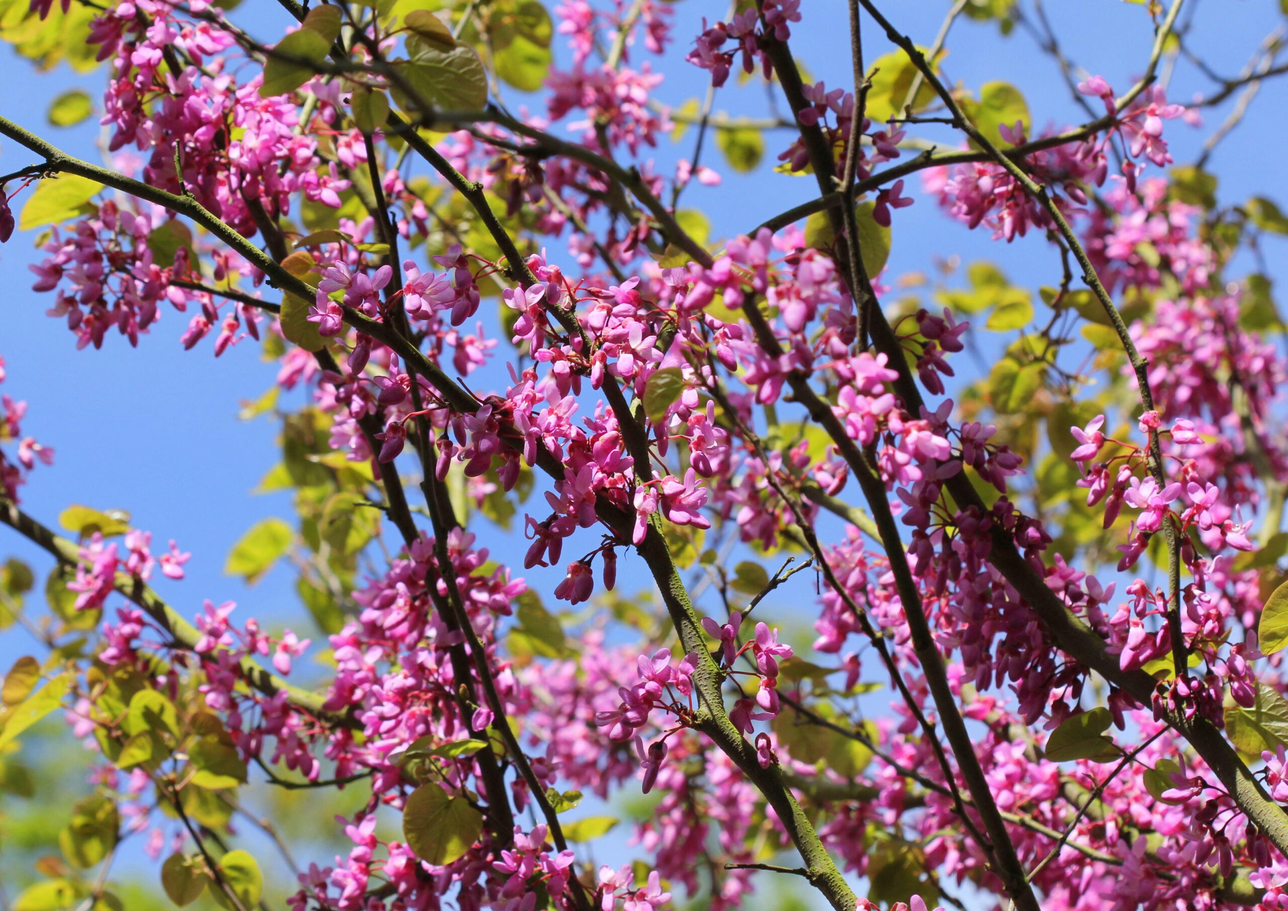Cercis ‘Avondale’ (Redbud)