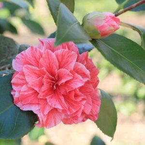 Camellia Japonica 'Blood of China' Pink flowering Camellia