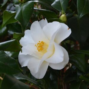 Camellia japonica ‘Miyako-dori’ 1/4 Standard