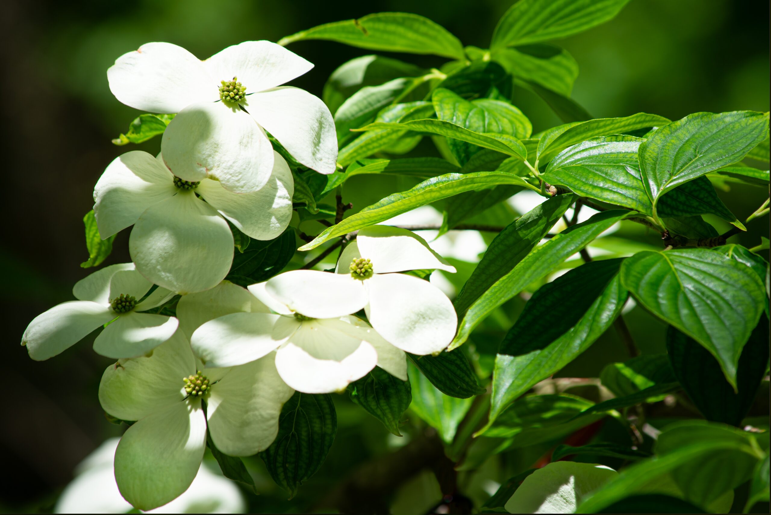 Cornus kousa ‘Robert’s Select'