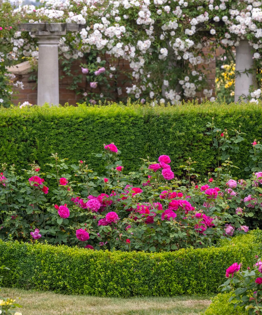 David Austin Rose ‘Gabriel Oak’ (English Shrub Rose)