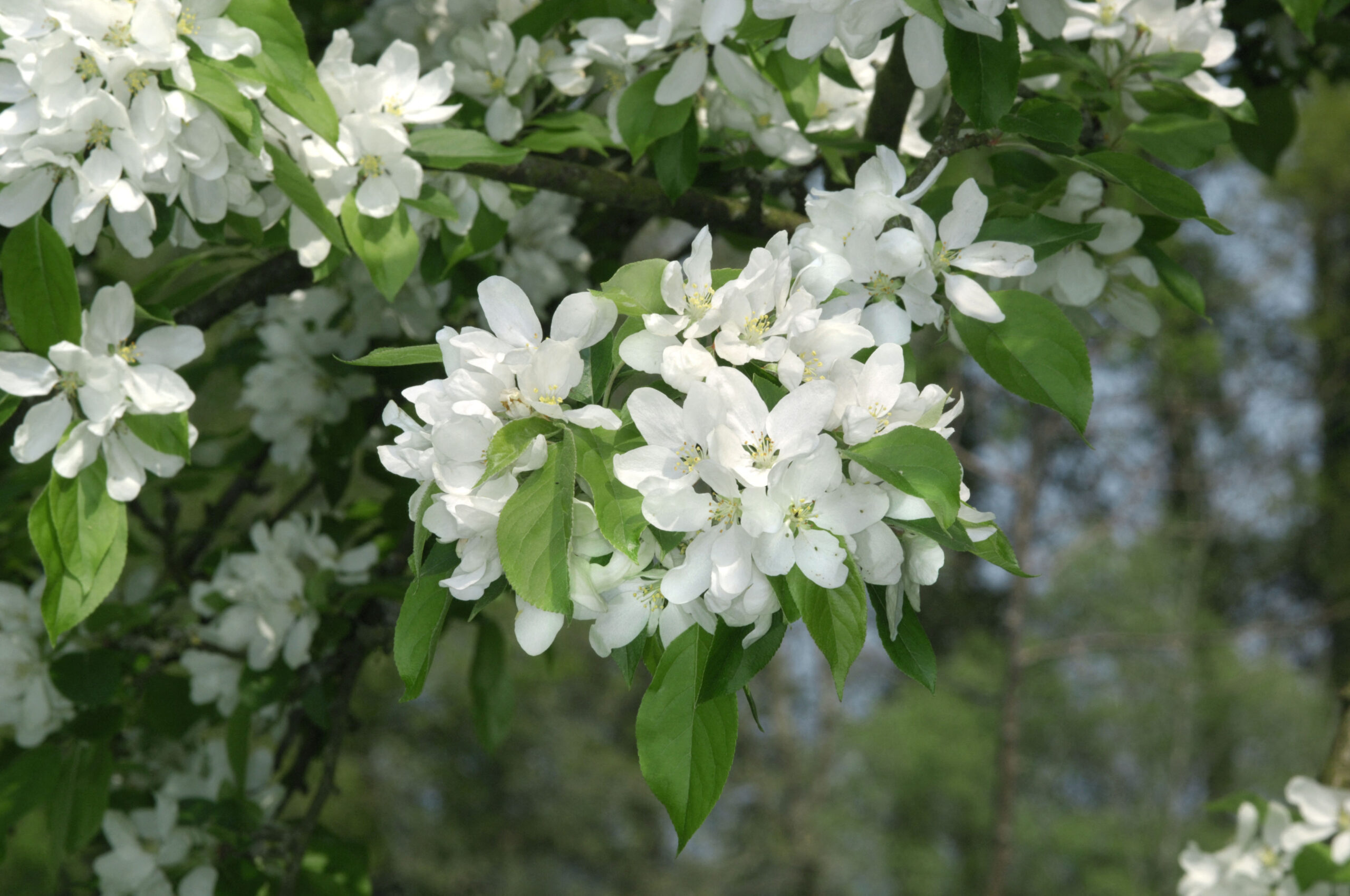 John Downie Apple tree