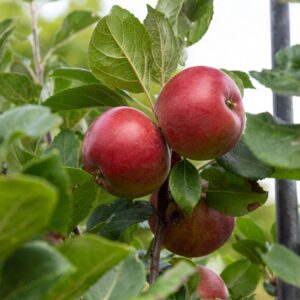 Apple Malus domestica 'Red Devil'