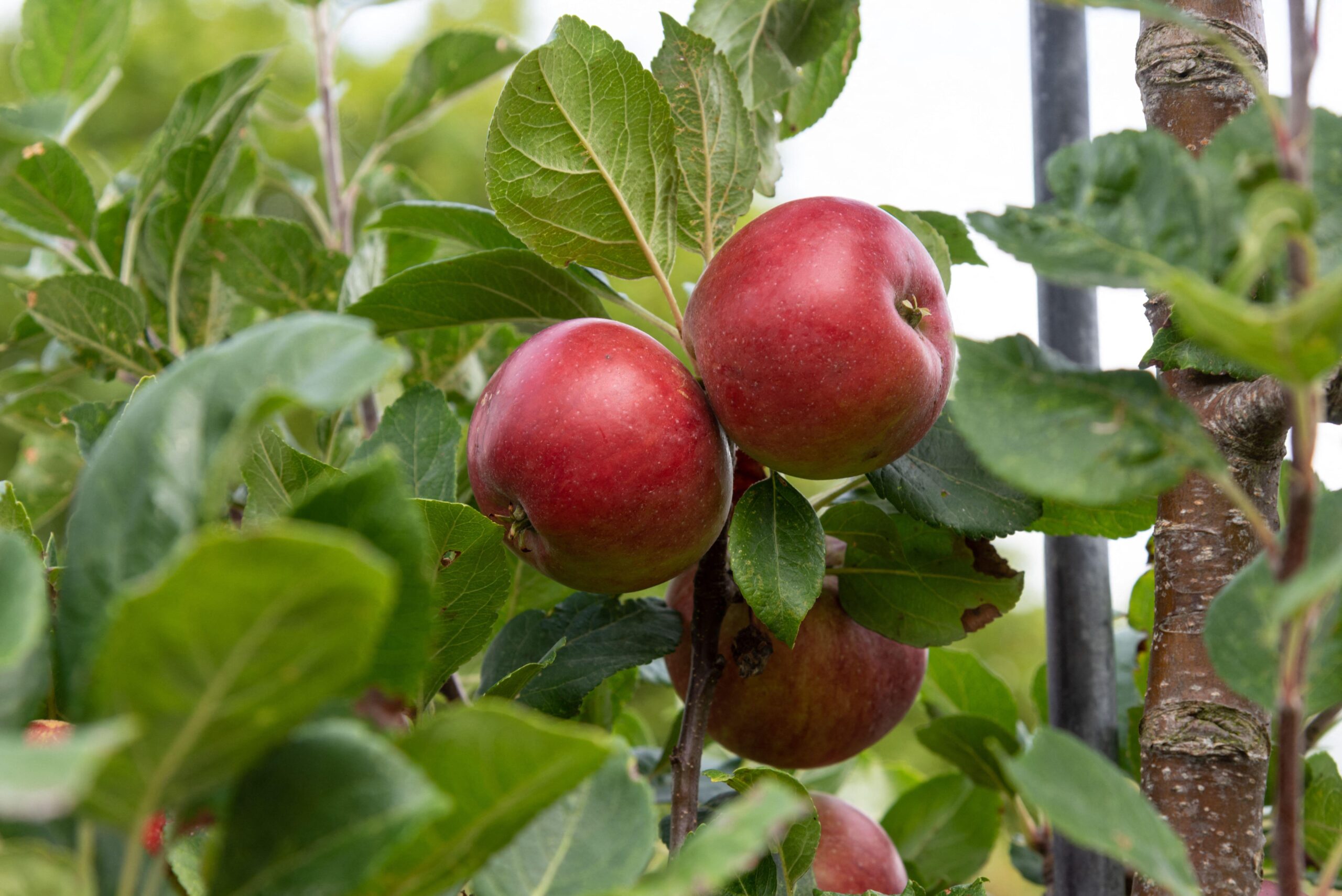 Apple Malus domestica 'Red Devil'