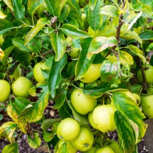 Malus suntan, green apple