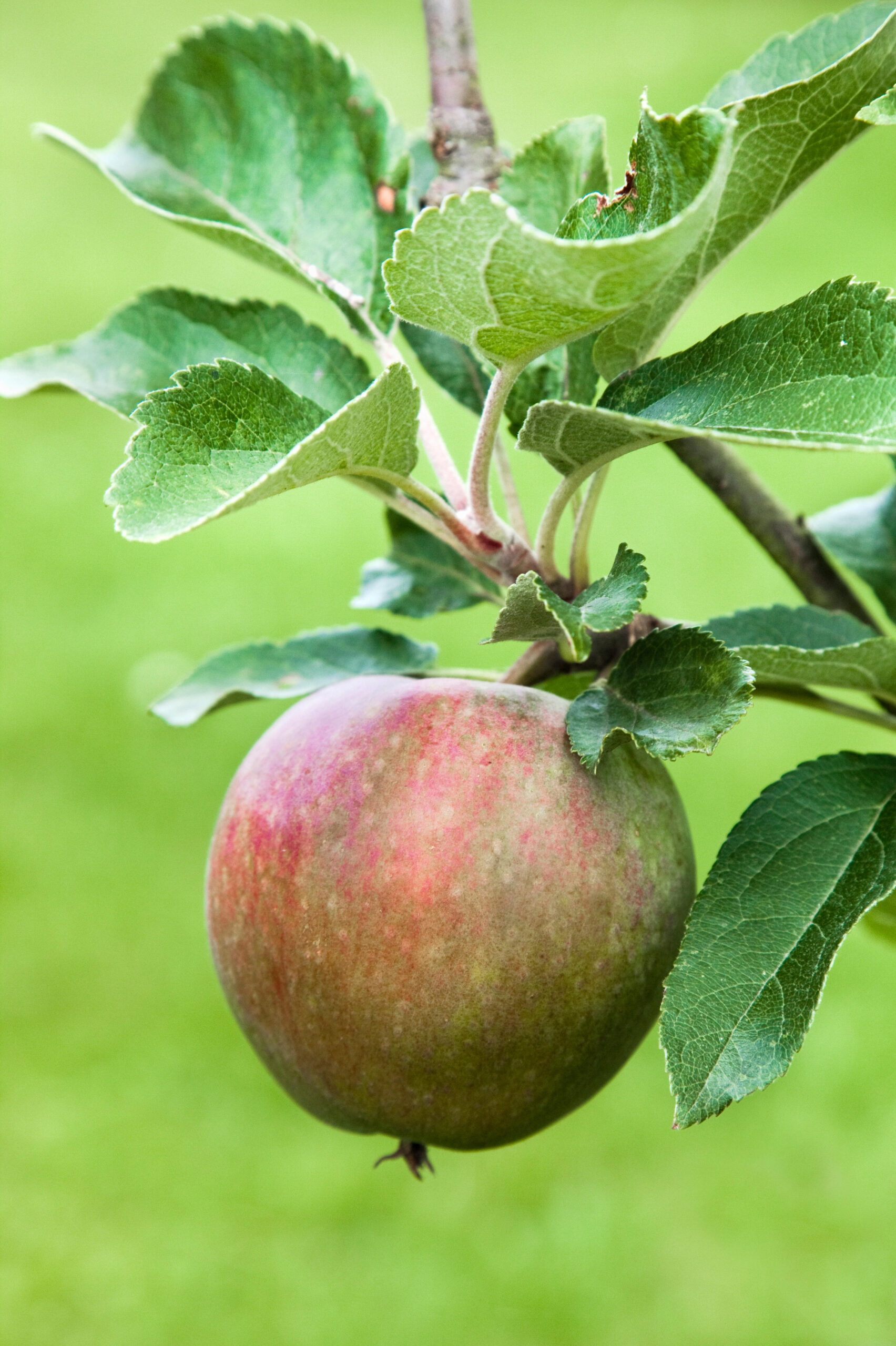 Malus worcester pearmain, Worcester Pearmain Apple