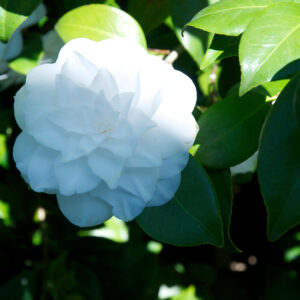 Camellia japonica ( 4 colour options )