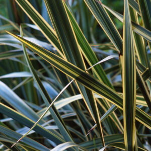Phormium tenax 'variegatum'