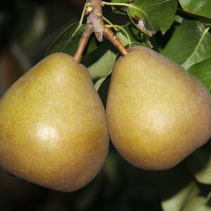 Pyrus Beurre-Hardy, Pear tree