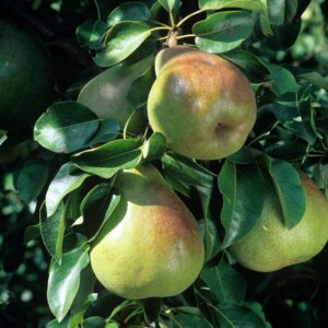 Pyrus doyenne du comice, Pear tree