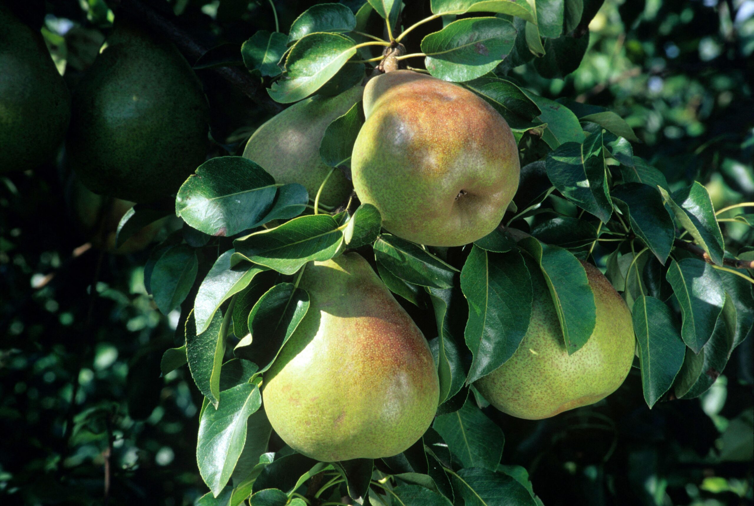 Pyrus doyenne du comice, Pear tree
