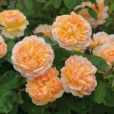 David Austin Rose ‘Lady Gardener’ (English Shrub Rose)