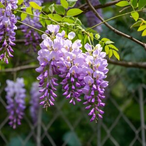 Wisteria Lawrence trained in a tree form