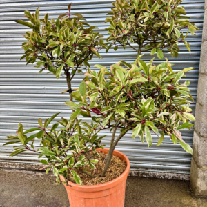 photinia Louise pom pom