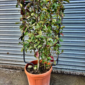 Photinia 'louise' Espalier, instant hedge, variagated leaves