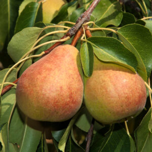 Pyrus saint remy, pear tree